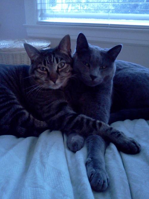 actuallycute:These are my cats, Bob and Emily. Bob is the Russian Blue and Emily is the brown tabby.