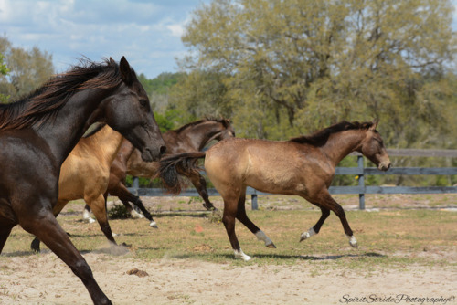 spiritstridephotography:Herd of Akhal teke horses