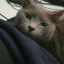 shinosukenatsume