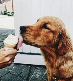 babyanimalgifs:The only thing better than pups are summer pups