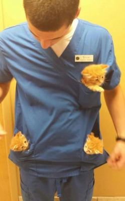 awwww-cute:  Perks of working at the animal hospital (Source: http://ift.tt/1ZIJC2T)