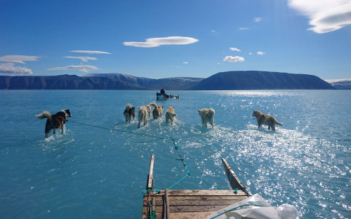 killing-the-prophet:Dogs pull a sled on water-covered sea ice near Qaanaaq, Greenland, on June 13, 2
