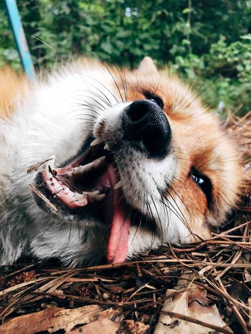 babydogdoo:The adventure fox