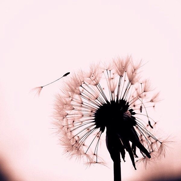 hope is a thing with feathers