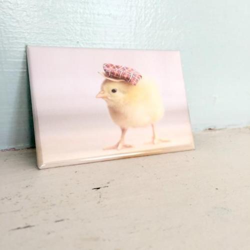 Chicks in Hats Magnets //chicksinhats