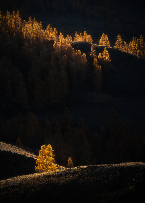 coiour-my-world: “A last glimpse in the fading light” | Kurai steppe || Алекса