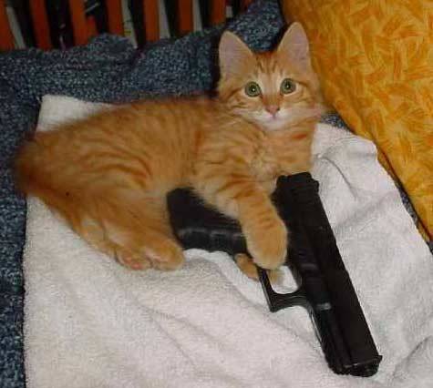 ♡ Cats ♡ — Watch Out He'S Armed