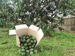 cleanbodyfreshstart:  This afternoon I climbed my little avocado tree in the backyard and picked all the fruit I could get to.. without falling out.  Hoping to sell them cheaply, Ū for a bag of 6 homegrown organic avos ♡