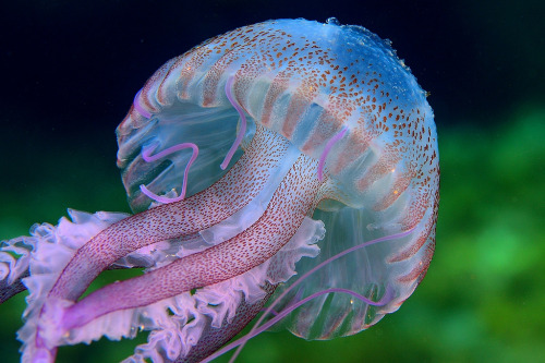 mooonjellies: Sergi Garcia