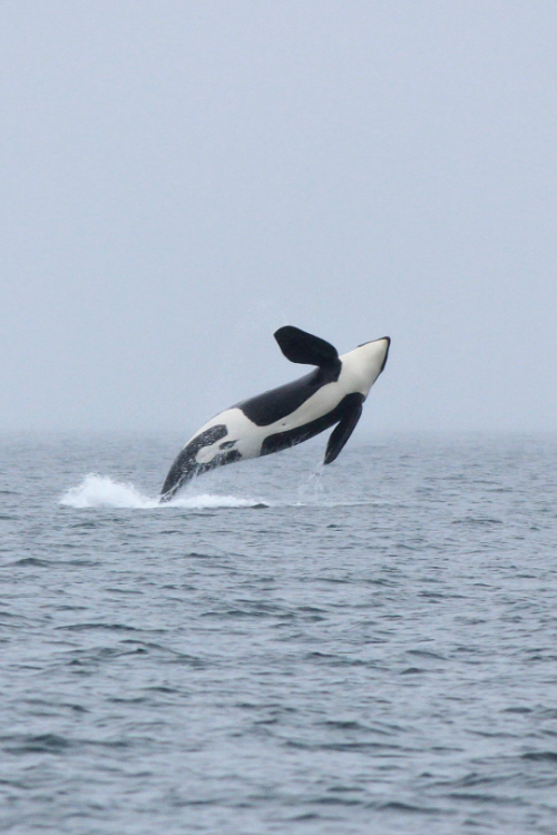 expressions-of-nature: Melisa Pinnow Mike J26 is an adult male Southern Resident orca who was born i