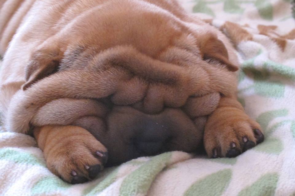 cutepuppyoftheday:  Today’s cute puppy: 9 week old Shar Pei ROSE is simply exhausted