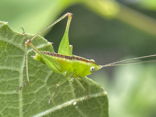 I See At Least One Cool Bug A Day, And Usually Many More, But Its Not Because I Live Anywhere Particularly