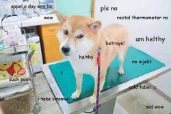 absolutedoge:  pls no