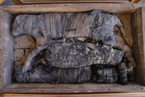 Two Lion Cub Mummies Discovered in Egypt for the First TimeTwo mummified lions, dating back about 2,