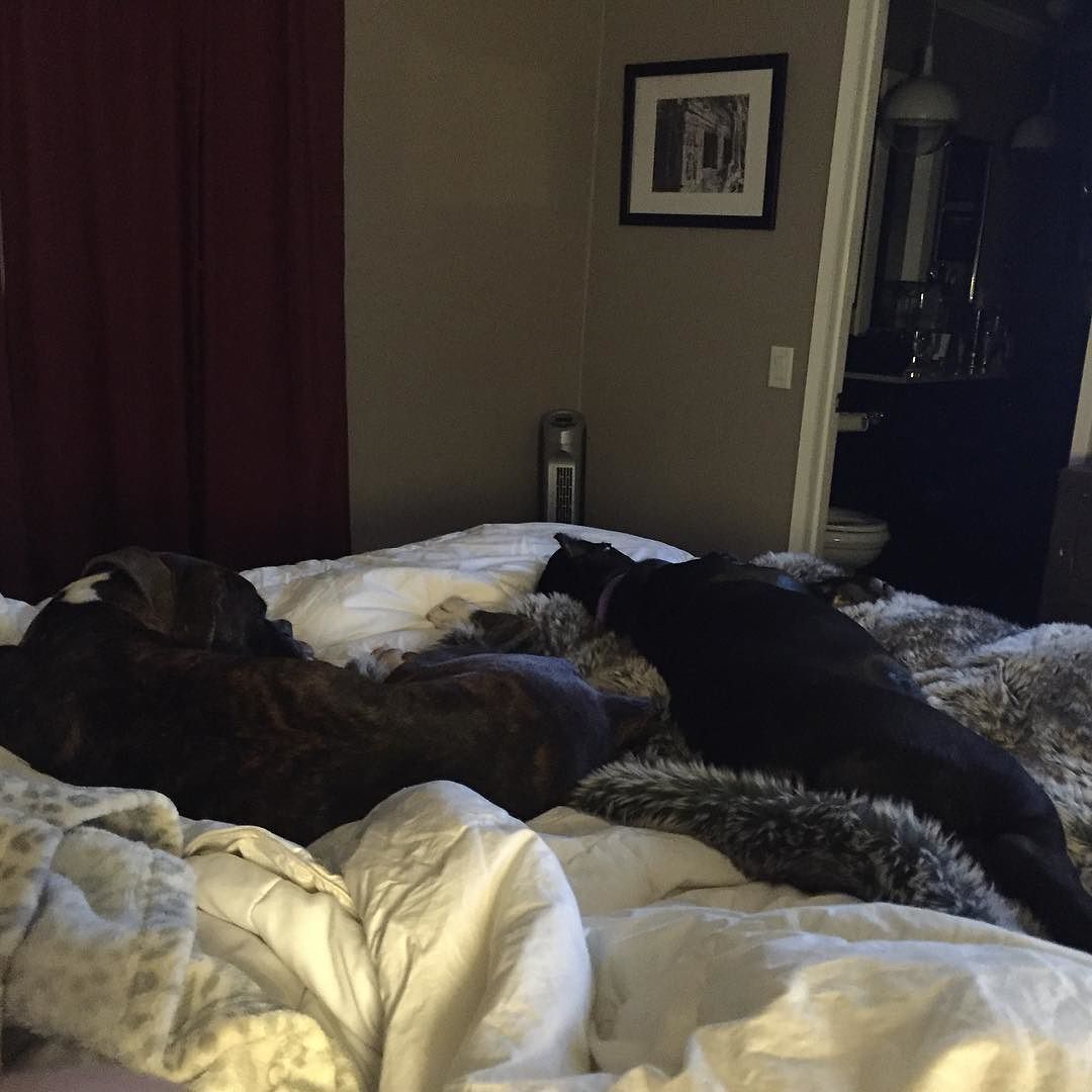 Scary sounds outside mean the pups are out of their crates and snuggled up with me