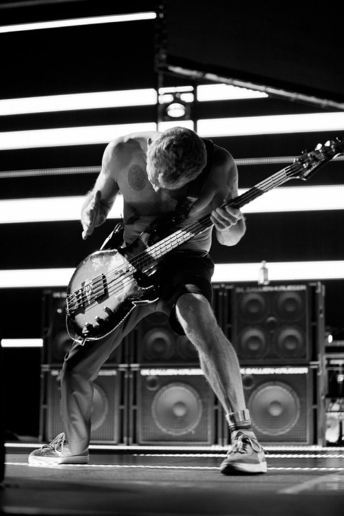 flea