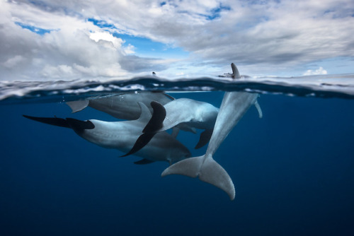 vurtual:Dolphins (by Gaby Barathieu)