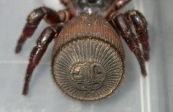 twinque:  sixpenceee:The beautiful and intricate abdomen of a ravine trapdoor spider. They are a burrowing spider, inhabiting sloping riverbanks and ravines in Georgia, Alabama, and Tennessee. The use their abdomen to block the entrance of their 7 to