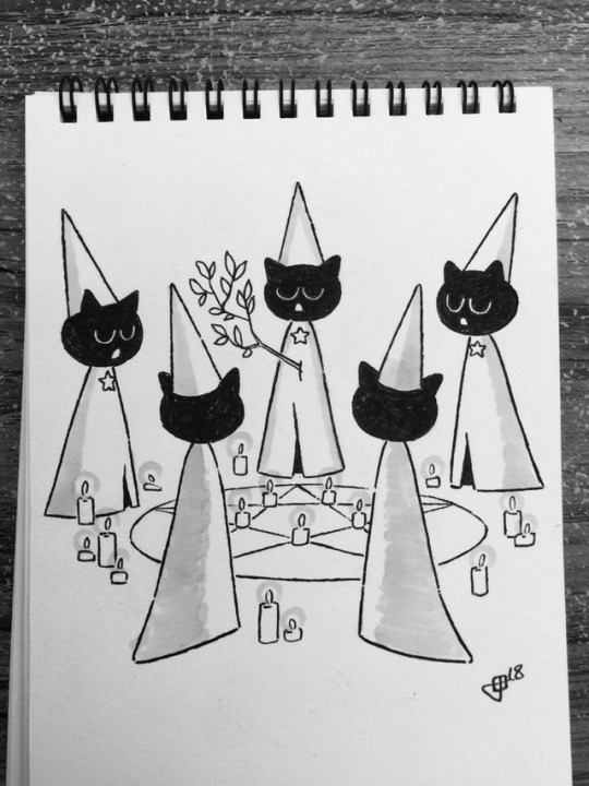 Five black cats 