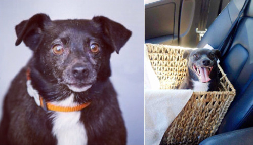 timestoodstrong:mymodernmet:  Heartwarming before-and-after photos show the difference a day of love makes in the life of a rescued pet.  whoever said animals don’t have facial expressions look look at this and tell me you don’t see the joy 