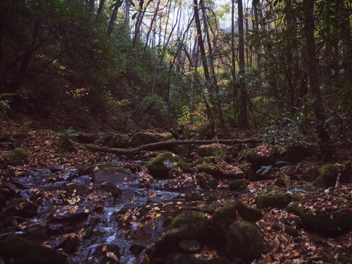 Little Stoney Creek |Secluded Streams