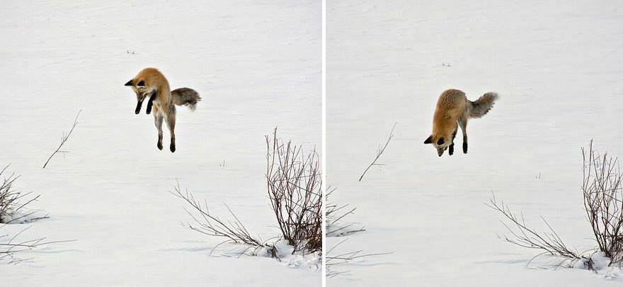 gwendabond:  best-of-memes:  Love foxes  They’re just so strange. (Not behemoth-depths