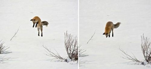 belas-imagens:  best-of-memes: Love foxes porn pictures