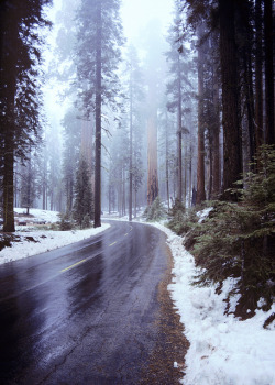 -thatonekidchris:  sequoias 