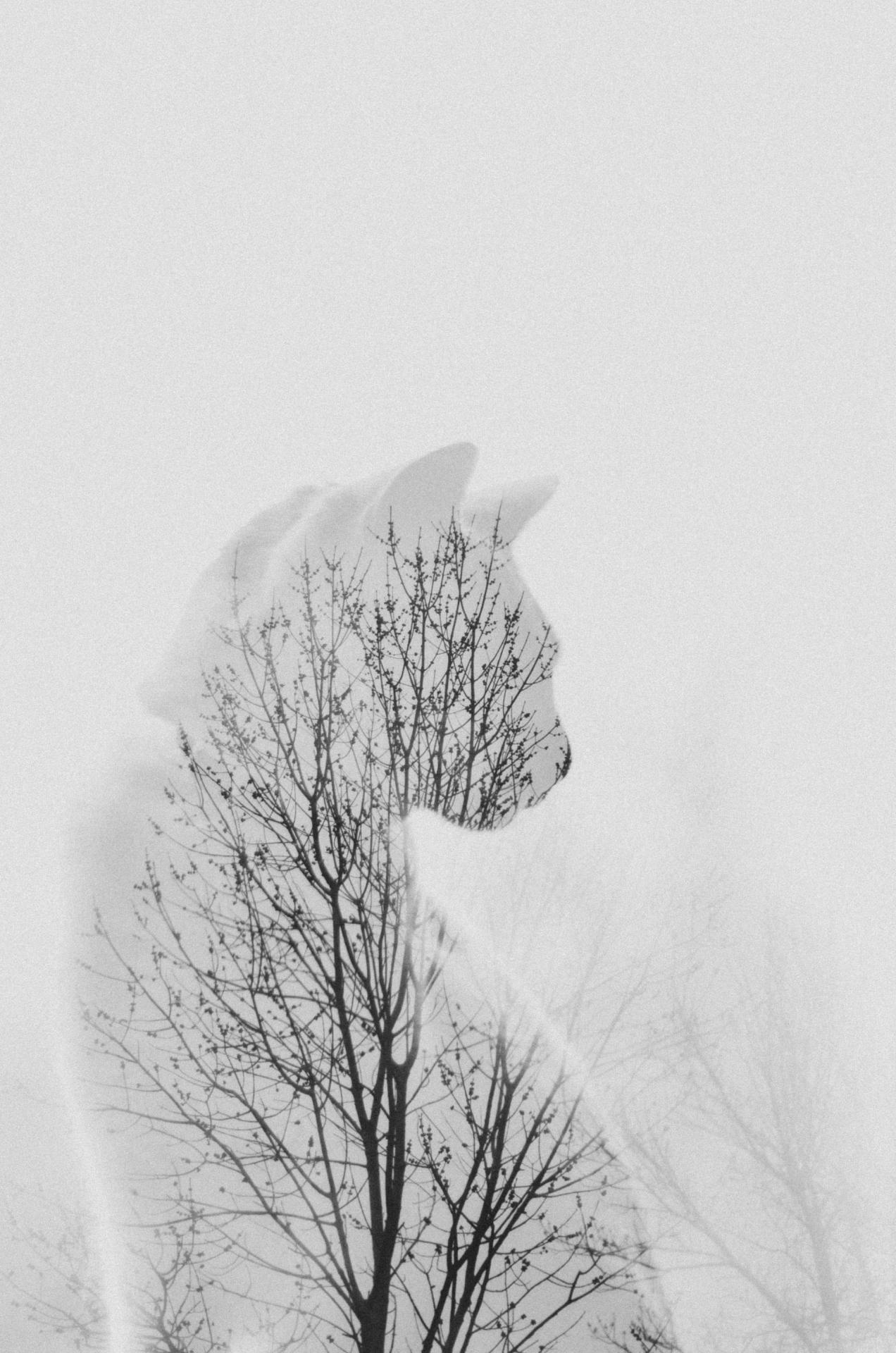 stunningpicture:  Double-exposure photo of my cat and trees