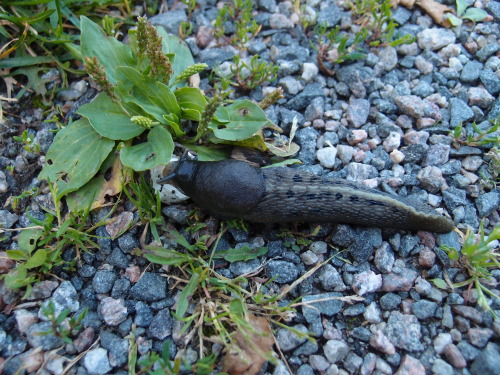 Limax cinereoniger — largest land slug species in the worldPlantago major— broadleaf plantain a.k.a.