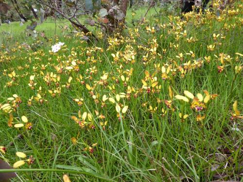 Diuris orientis, in situ, Wallan, Victoria, Australia.Orchidaceae: Diurideae.By Bruce Schroder&