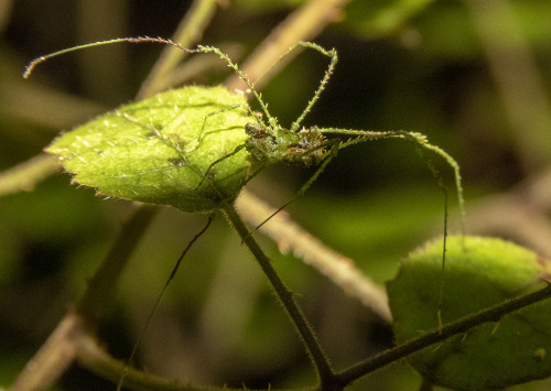 onenicebugperday:Moss mimic harvestman, Algidia viridata, Triaenonychidae Found in New ZealandPhotos