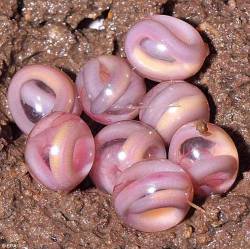 sixpenceee:The following are chikilidae eggs. Chikilidae are a new species of leg less amphibians. The eggs look like transparent marbles. (Source) 