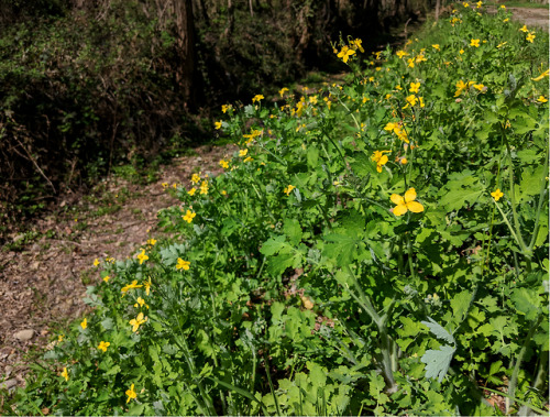 Chelidonium majus, PapaveraceaeOne of the wildflowers I strongly associate with my childhood and lea