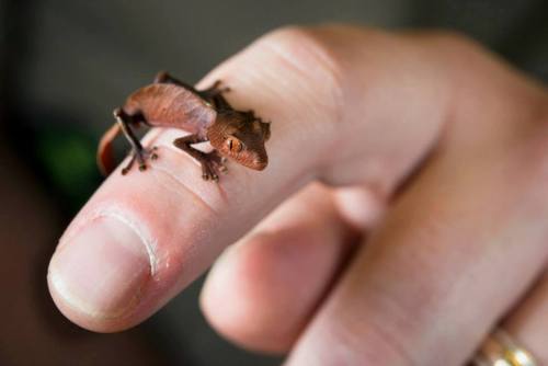 zooborns:Fantastic Leaf-tailed Gecko Perches on a PencilThis tiny Fantastic Leaf-tailed Gecko hatche