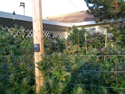 420weedgraphics:  Outdoor - Eastside - 2013 by HappilyDayzed