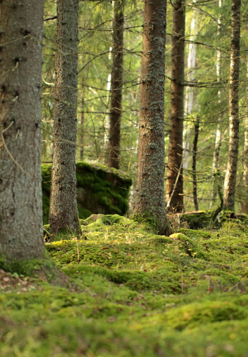 tree trunks