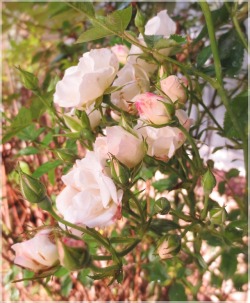 creatingmyownworldaroundme:  Roses on a September morning (own photo)