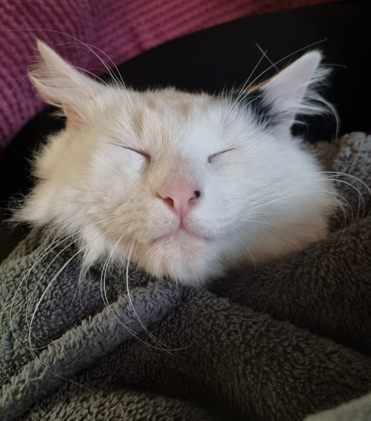 angelangelangell-deactivated202:He is SO CUTE. SLEEPY KITTY IN POCKET