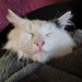 angelangelangell-deactivated202:He is SO CUTE. SLEEPY KITTY IN POCKET