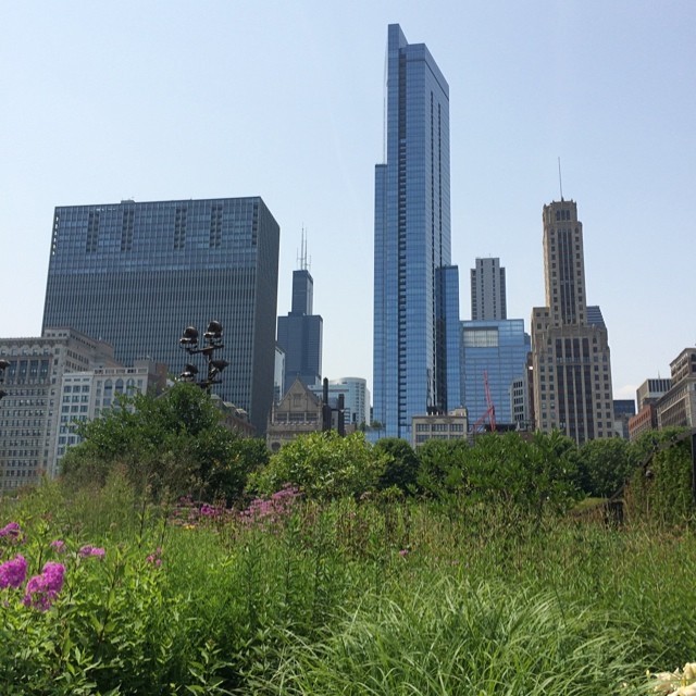 Chicago: Saturday afternoon. #milleniumpark #garden #chi #chicago #park #willistower #skyline #city #saturday (at Millennium Park)