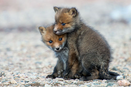 Fox Cubs | Ivan Kislov 