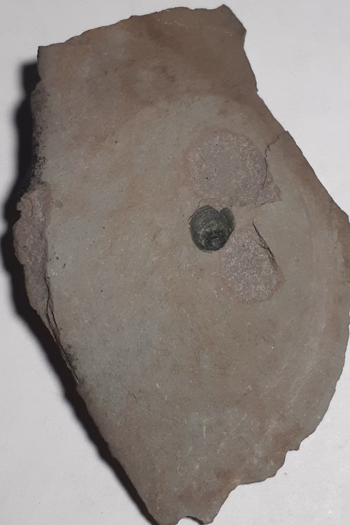 mineralsandsomerocks: Linguliform Brachiopod, Nordegg, Alberta Likely from the Stephen Fm, which con