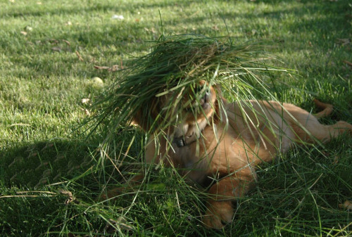 animalrates:  animal rates?via @anna