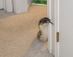 goliathsplopspot:  So we had Gracie out on the floor of her room for a while when we were moving her cage the other day and when we left the room and came back she had peeked her head out and was periscoping around the corner waiting for us to come back.