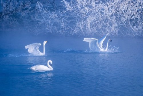 fuckyeahchinesegarden:swan spring, ili river, xinjiang, china