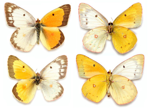 culturenlifestyle: Dazzling Display Of Genetic Phenomenon Of Butterflies With Male And Female Wings