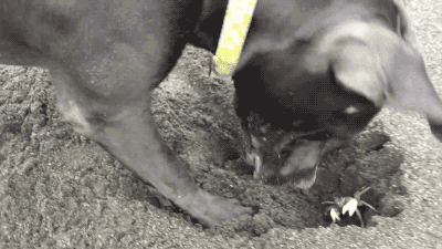 d0gbl0g:  gifsboom:  Video: Dog likes to dig out crabs and play with them  helll yeah sweet crab