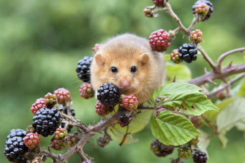 kangamommy:  nubbsgalore:  the wwf’s living planet report 2014, which discovered that we’ve lost half of all the world’s wildlife in the past fourty years, showed more specifically that the population of common dormice dropped by 43 percent between