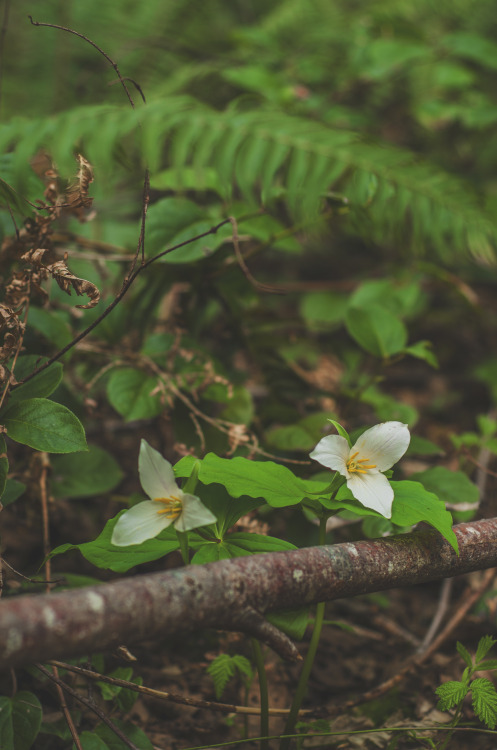millivedderphotography:  Western Trillium Flickr|Facebook|Tumblr|Society6 